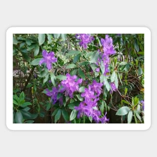 Purple Flowers Nature Photography Pacific Northwest Sticker